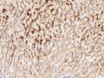 alpha-1 Microglobulin Antibody in Immunohistochemistry (Paraffin) (IHC (P))