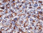 Apolipoprotein H Antibody in Immunohistochemistry (Paraffin) (IHC (P))