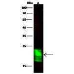 ASF1B Antibody in Western Blot (WB)