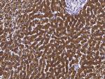 ASGR2 Antibody in Immunohistochemistry (Paraffin) (IHC (P))