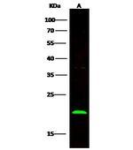 BID Antibody in Western Blot (WB)