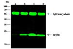 Flavin reductase Antibody in Immunoprecipitation (IP)