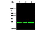 Flavin reductase Antibody in Western Blot (WB)