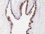 LPlunc1 Antibody in Immunohistochemistry (Paraffin) (IHC (P))