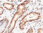 CD147 Antibody in Immunohistochemistry (Frozen) (IHC (F))