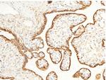 CD147 Antibody in Immunohistochemistry (Paraffin) (IHC (P))