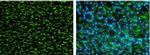 CD147 Antibody in Immunohistochemistry (Paraffin) (IHC (P))