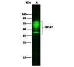 CD147 Antibody in Western Blot (WB)