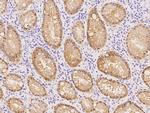 Caspase 14 Antibody in Immunohistochemistry (Paraffin) (IHC (P))