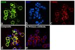 CD38 Antibody in Immunocytochemistry (ICC/IF)