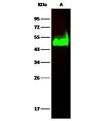 CD38 Antibody in Western Blot (WB)