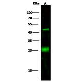 CD3d Antibody in Western Blot (WB)