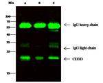 CD3d Antibody in Immunoprecipitation (IP)