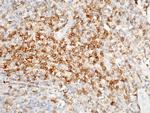 CD4 Antibody in Immunohistochemistry (Paraffin) (IHC (P))