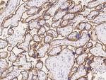 CD46 Antibody in Immunohistochemistry (Paraffin) (IHC (P))