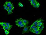 CD46 Antibody in Immunocytochemistry (ICC/IF)