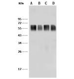 CD58 Antibody in Western Blot (WB)