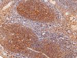 CD82 Antibody in Immunohistochemistry (Paraffin) (IHC (P))