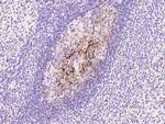 CD82 Antibody in Immunohistochemistry (Paraffin) (IHC (P))