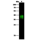 CD84 Antibody in Western Blot (WB)