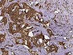 CHI3L2 Antibody in Immunohistochemistry (Paraffin) (IHC (P))