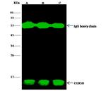 COX5B Antibody in Immunoprecipitation (IP)