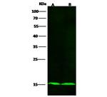 COX5B Antibody in Western Blot (WB)