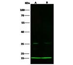 COX5B Antibody in Western Blot (WB)