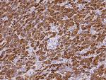 Carboxypeptidase A1 Antibody in Immunohistochemistry (Paraffin) (IHC (P))