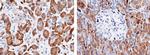 Carboxypeptidase A2 Antibody in Immunohistochemistry (Paraffin) (IHC (P))