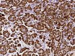 Carboxypeptidase B1 Antibody in Immunohistochemistry (Paraffin) (IHC (P))