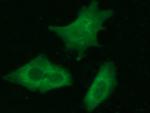 CPLX2 Antibody in Immunocytochemistry (ICC/IF)