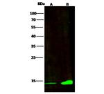 CRABP2 Antibody in Western Blot (WB)