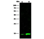 CRABP2 Antibody in Western Blot (WB)