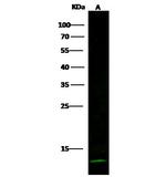 Cystatin A Antibody in Western Blot (WB)