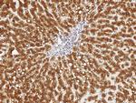 Cathepsin D Antibody in Immunohistochemistry (Paraffin) (IHC (P))