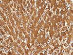 CXCL11 Antibody in Immunohistochemistry (Paraffin) (IHC (P))