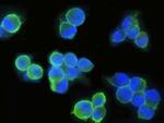 EpCAM Antibody in Immunocytochemistry (ICC/IF)