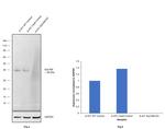 EpCAM Antibody