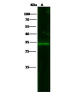 EpCAM Antibody in Western Blot (WB)