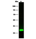 ETHE1 Antibody in Western Blot (WB)