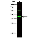 FCGR2A Antibody in Western Blot (WB)