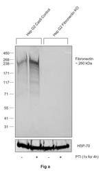 Fibronectin Antibody in Western Blot (WB)