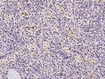 FOLR2 Antibody in Immunohistochemistry (Paraffin) (IHC (P))