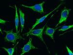 FSTL1 Antibody in Immunocytochemistry (ICC/IF)