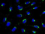 GOLPH2 Antibody in Immunocytochemistry (ICC/IF)