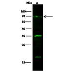 GOLPH2 Antibody in Western Blot (WB)