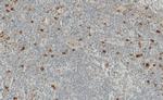 Granzyme B Antibody in Immunohistochemistry (Paraffin) (IHC (P))