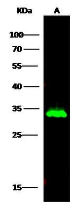 HNMT Antibody in Western Blot (WB)