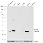 15-PGDH Antibody